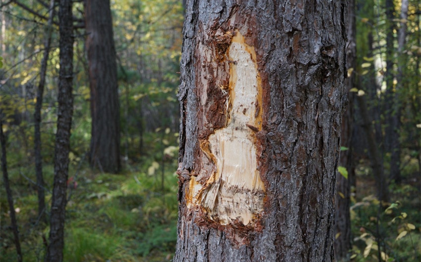 how to tell if a tree is dying