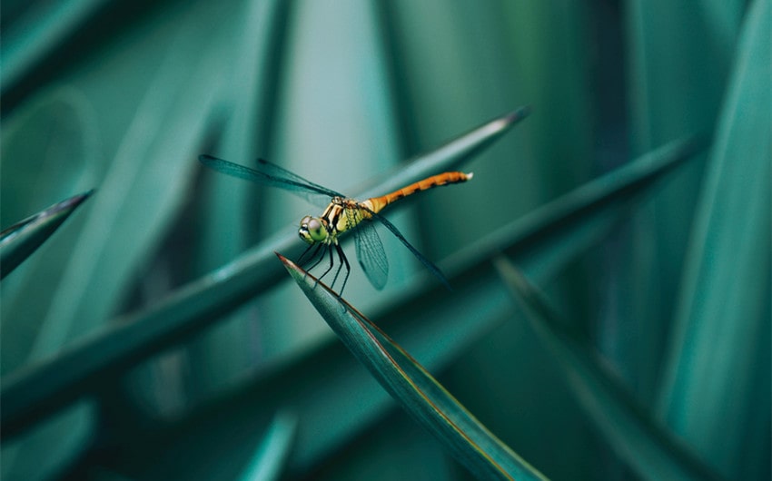 Dragonflies Eat