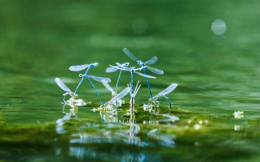 Habitat of Dragonflies
