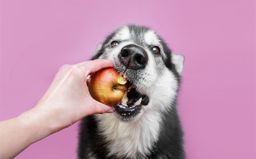 can dogs eat apple cores