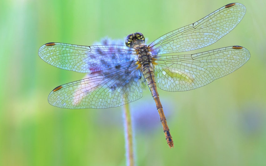 facts about dragonflies