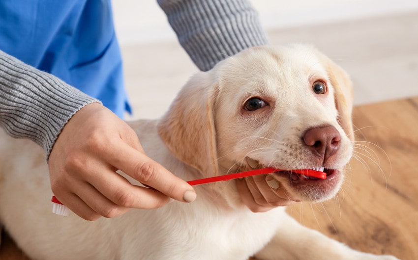 how to clean dogs teeth