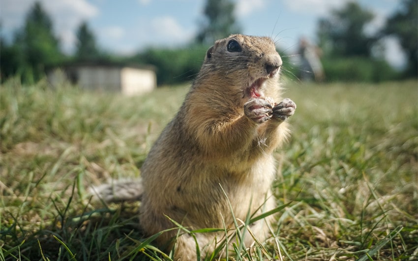 how to get rid of gophers