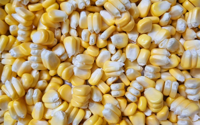 Maize