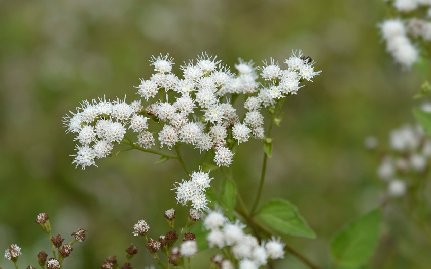 white snakeroot
