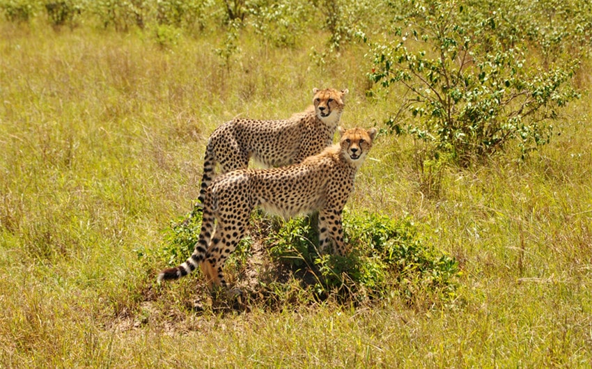 Cheetahs