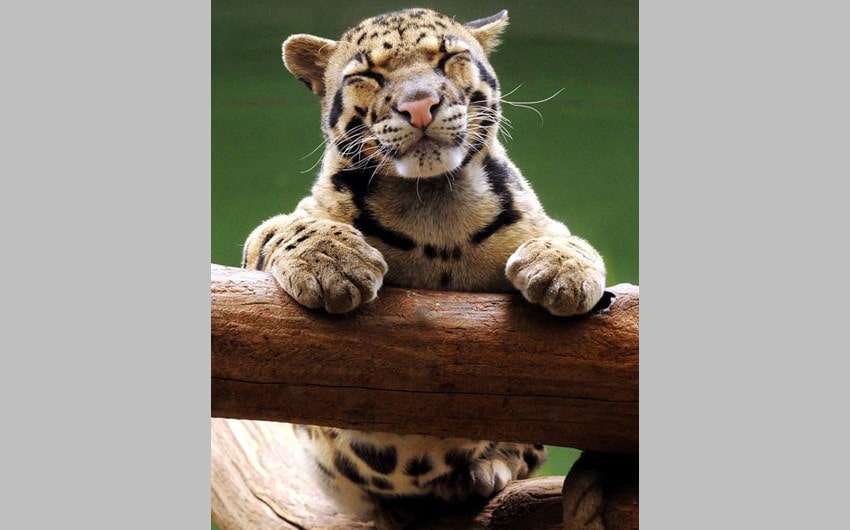 Clouded Leopards