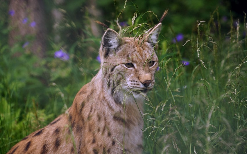 Eurasian Lynx