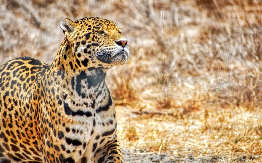 Jaguars