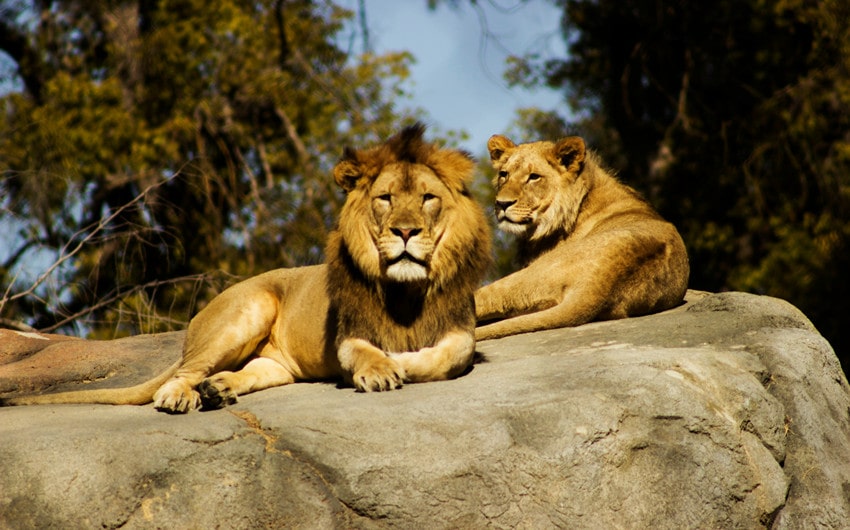 Lions