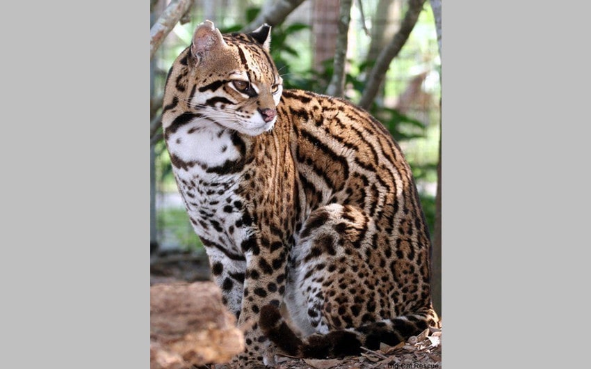 Ocelots