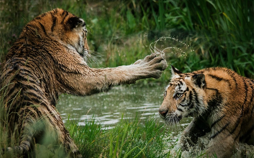 Tigers
