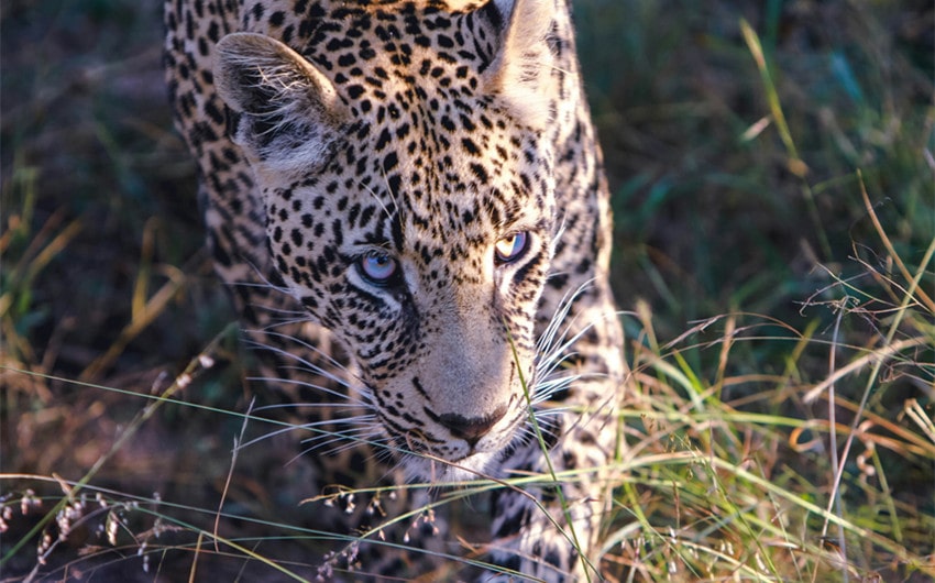 Wild Cat Adaptations