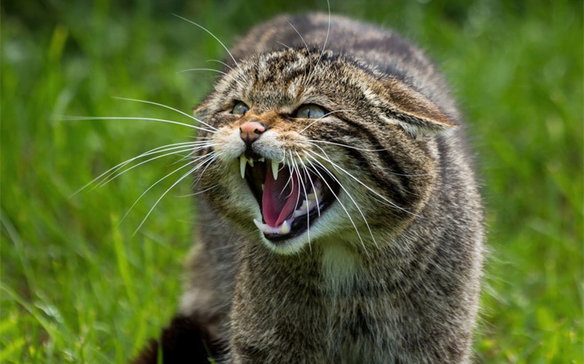 wild cats